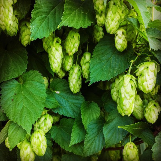 Dry Hopping Techniques in Tiantai Brewery System